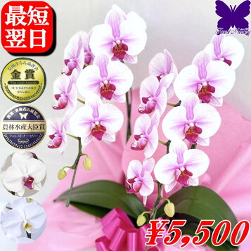 楽天市場】産地直送の花ギフト【テーブル胡蝶蘭 ギフトボックス入り 