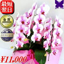 胡蝶蘭 お祝い 開店祝い ★500円OFFクーポン発行中1/31まで★ 3本立ち 大輪 白 ギフト 御祝 開店祝い 開院祝い 開業祝い 移転祝い 就任祝い 当選祝い 受章祝い 栄転祝い 昇進祝 退職祝 お供え 御供 叙勲 還暦 米寿 新築 誕生日 花ギフト 母の日 胡蝶蘭 送料無料 お盆