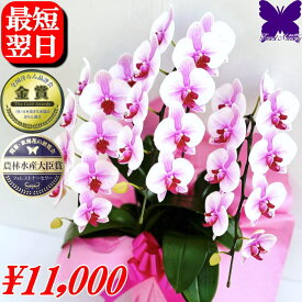 胡蝶蘭 お祝い 開店祝い ★500円OFFクーポン発行中1/31まで★ 3本立ち 大輪 白 ギフト 御祝 開店祝い 開院祝い 開業祝い 移転祝い 就任祝い 当選祝い 受章祝い 栄転祝い 昇進祝 退職祝 お供え 御供 叙勲 還暦 米寿 新築 誕生日 花ギフト 母の日 胡蝶蘭 送料無料 お盆