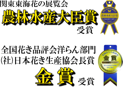 お供えご供養献花胡蝶蘭胡蝶蘭専門農家の生産直売神奈川県平塚市から胡蝶蘭を直送大輪胡蝶蘭白3本立ち24〜27輪胡蝶蘭送料無料お供えお盆お彼岸ご供養法事命日法要献花【あす楽対応】