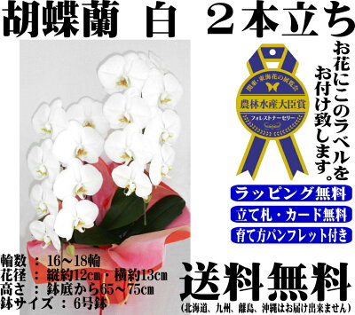 胡蝶蘭3本立ちお祝いお供え開店祝開業祝開院祝当選祝神奈川県平塚市から発送お盆お彼岸叙勲祝就任祝進発着任退職還暦米寿新築祝胡蝶蘭花ギフト母の日敬老の日胡蝶蘭送料無料【あす楽対応】