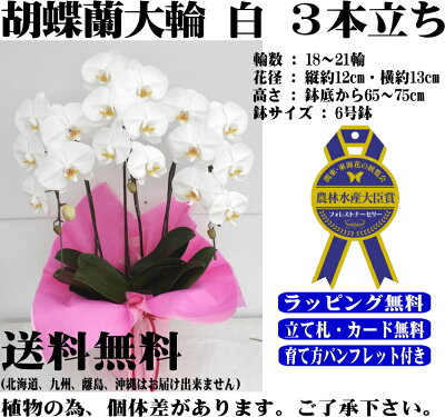 胡蝶蘭胡蝶蘭胡蝶蘭胡蝶蘭胡蝶蘭胡蝶蘭胡蝶蘭胡蝶蘭胡蝶蘭胡蝶蘭胡蝶蘭