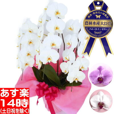 胡蝶蘭胡蝶蘭胡蝶蘭胡蝶蘭胡蝶蘭胡蝶蘭胡蝶蘭胡蝶蘭胡蝶蘭胡蝶蘭胡蝶蘭