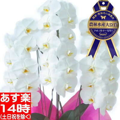 胡蝶蘭胡蝶蘭胡蝶蘭胡蝶蘭胡蝶蘭胡蝶蘭胡蝶蘭胡蝶蘭胡蝶蘭胡蝶蘭胡蝶蘭