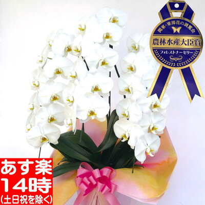 胡蝶蘭胡蝶蘭胡蝶蘭胡蝶蘭胡蝶蘭胡蝶蘭胡蝶蘭胡蝶蘭胡蝶蘭胡蝶蘭胡蝶蘭