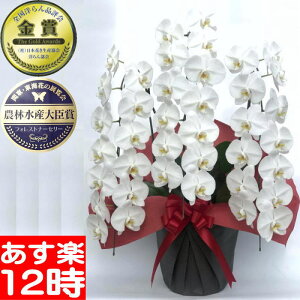 生花 3本 蘭の人気商品 通販 価格比較 価格 Com