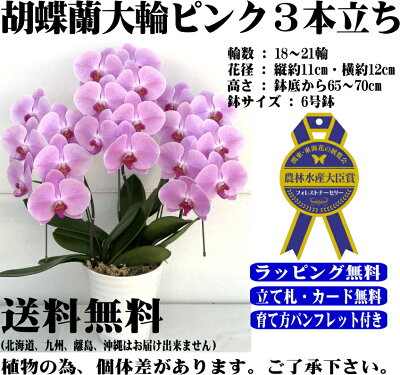 胡蝶蘭3本立ちお祝いお供え開店祝開業祝開院祝当選祝神奈川県平塚市から発送お盆お彼岸叙勲祝就任祝進発着任退職還暦米寿新築祝胡蝶蘭花ギフト母の日敬老の日胡蝶蘭送料無料【あす楽対応】