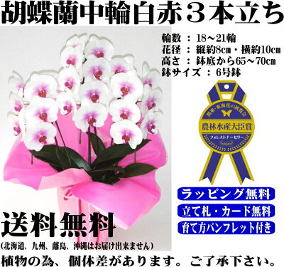 胡蝶蘭3本立ちお祝いお供え開店祝開業祝開院祝当選祝神奈川県平塚市から発送お盆お彼岸叙勲祝就任祝進発着任退職還暦米寿新築祝胡蝶蘭花ギフト母の日敬老の日胡蝶蘭送料無料【あす楽対応】