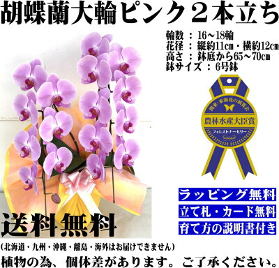 胡蝶蘭3本立ちお祝いお供え開店祝開業祝開院祝当選祝神奈川県平塚市から発送お盆お彼岸叙勲祝就任祝進発着任退職還暦米寿新築祝胡蝶蘭花ギフト母の日敬老の日胡蝶蘭送料無料【あす楽対応】
