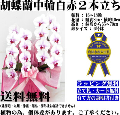 胡蝶蘭3本立ちお祝いお供え開店祝開業祝開院祝当選祝神奈川県平塚市から発送お盆お彼岸叙勲祝就任祝進発着任退職還暦米寿新築祝胡蝶蘭花ギフト母の日敬老の日胡蝶蘭送料無料【あす楽対応】
