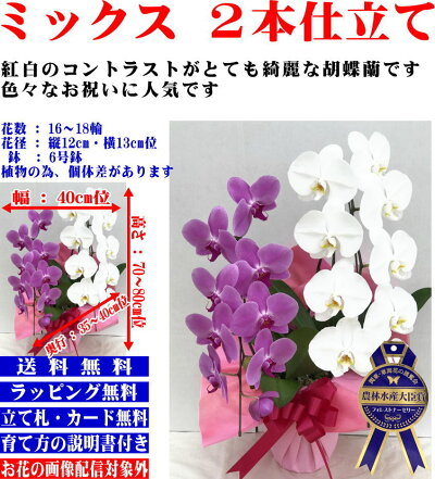 胡蝶蘭3本立ち大輪お祝い2本立ち開店祝い開業祝開院祝送料無料贈答品/お供え/お盆/お彼岸/叙勲祝/就任祝/進発/着任/退職/還暦/米寿/新築祝/胡蝶蘭花ギフト/母の日父の日敬老の日神奈川県平塚市から発送