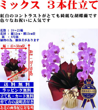 胡蝶蘭3本立ち大輪お祝い2本立ち開店祝い開業祝開院祝送料無料贈答品/お供え/お盆/お彼岸/叙勲祝/就任祝/進発/着任/退職/還暦/米寿/新築祝/胡蝶蘭花ギフト/母の日父の日敬老の日神奈川県平塚市から発送