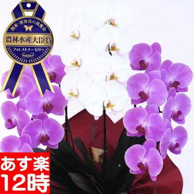 胡蝶蘭3本立ち大輪お祝い2本立ち開店祝い開業祝開院祝送料無料贈答品/お供え/お盆/お彼岸/叙勲祝/就任祝/進発/着任/退職/還暦/米寿/新築祝/胡蝶蘭花ギフト/母の日父の日敬老の日神奈川県平塚市から発送