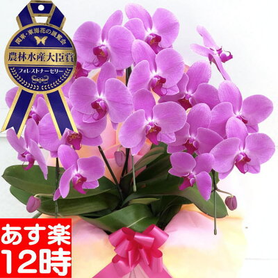 胡蝶蘭胡蝶蘭胡蝶蘭胡蝶蘭胡蝶蘭胡蝶蘭胡蝶蘭胡蝶蘭胡蝶蘭胡蝶蘭胡蝶蘭