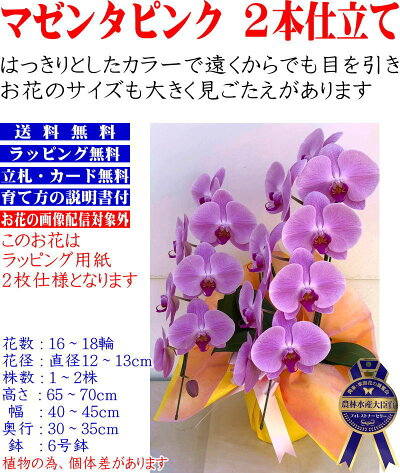 胡蝶蘭3本立ちお祝いお供え開店祝開業祝開院祝当選祝神奈川県平塚市から発送お盆お彼岸叙勲祝就任祝進発着任退職還暦米寿新築祝胡蝶蘭花ギフト母の日敬老の日胡蝶蘭送料無料【あす楽対応】