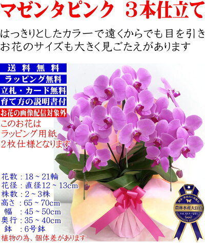 胡蝶蘭3本立ちお祝いお供え開店祝開業祝開院祝当選祝神奈川県平塚市から発送お盆お彼岸叙勲祝就任祝進発着任退職還暦米寿新築祝胡蝶蘭花ギフト母の日敬老の日胡蝶蘭送料無料【あす楽対応】