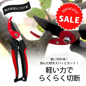 SALE A~ GbWt Z[ {  }؂ }؂nT~nT~ ؂̎ ̎둢 }t 