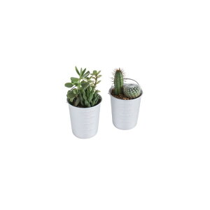 SPICE �X�p�C�X CAFE CUP SABOTEN 8980 12�� | �K�[�f�� �A�� �T�{�e�� ���� �A���~ �y�ʃJ�b�v