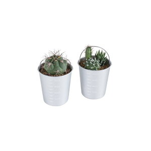 SPICE �X�p�C�X CAFE CUP SABOTEN 8981 8�� | �K�[�f�� �A�� �T�{�e�� ����