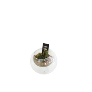 SPICE XpCX LABO ROUND DOME SABOTEN M 8S29 6 | K[f A T{e  ۂ tH  KX    CeA Vv