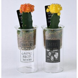 SPICE スパイス SPICE OF LIFE LABOガラス ヒボタン 植え込み HAK19005 6個 | ガーデン 植物 カラフルポップ ヒボタン おしゃれ