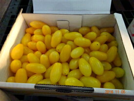 豊橋産フルーツミニトマト　あまえぎみ　クレア（黄）1kg　贈答品に好適！　熨斗、簡易包装対応します母の日、父の日ギフトに最適