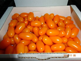 豊橋産フルーツミニトマト　あまえぎみクレア（オレンジ）1kg　　　　　母の日、父の日ギフトに最適