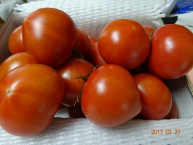 高度フルーツトマト”麗”　約800g母の日　父の日のプレゼント贈答好適品！　熨斗、簡易包装対応します