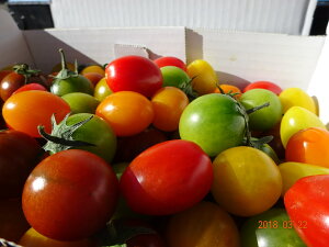 t[cg}g~bNX@1kgi܂݁{NAj@@DKiI@lAȈՕΉ܂̓A̓MtgɍœK