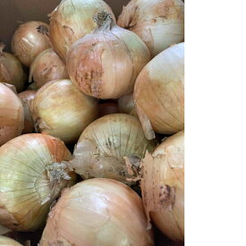 淡路産　玉ねぎ（大きさお任せ）　約10kg