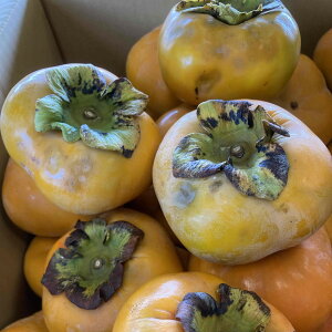 󂠂@Y`iJj10kgIՂɓA_炩߂ł