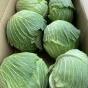 国産　キャベツ大玉　4玉～6玉　約10kg