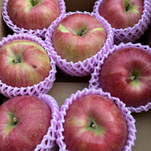 ƒp@󂠂@{S@2.5kgYn@EXER`Y@