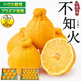 先行予約 不知火 ハウス栽培 プラズマ完熟不知火【選べる内容量】約3kg（7〜12玉）もしくは 約5kg（15〜22玉） 【2027年3月上旬から2027年4月中旬発送予定】 しらぬい みかん 蜜柑 柑橘 国産 九州 熊本県 宇城市 株式会社la Nui.