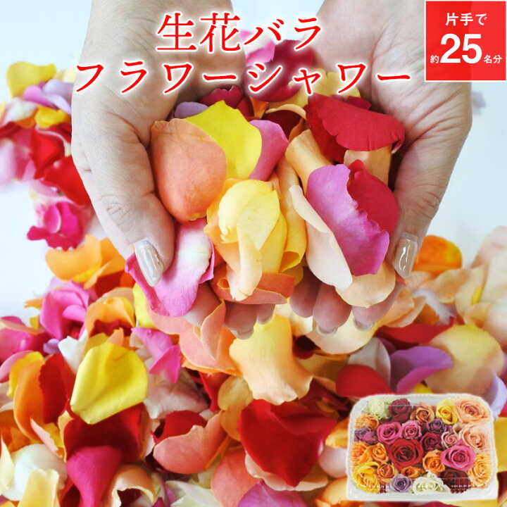 楽天市場 フラワーシャワー 生花 バラ 結婚式 ブライダル ウェディング 披露宴 花びら ローズ バラ風呂 ローズシャワー 生花フラワーシャワー バラ 花びら おまかせミックスカラー 2次会 クール便 送料無料 鈴木バラ園 飯島町営業部 楽天市場 フラワーシャワー 生花 バラ 結婚式 ブライダル ウェディング 披露宴 花びら ローズ バラ風呂 ローズシャワー 生花フラワーシャワー バラ 花びら おまかせミックスカラー 2次会 クール便 送料無料 鈴木バラ園 飯島町営業部