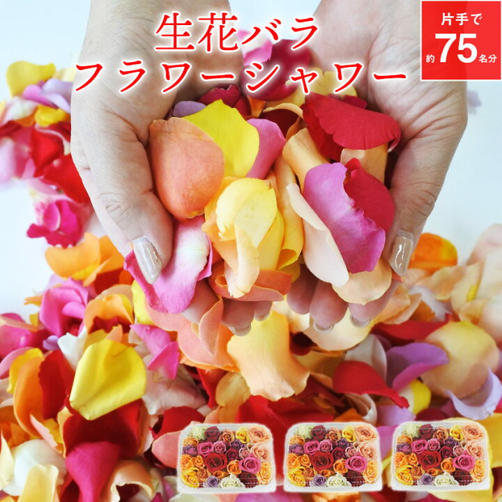 楽天市場 フラワーシャワー バラ 約75名分 25名 3セット 生花 結婚式 ブライダル ウェディング 披露宴 ローズ ローズシャワー おまかせミックスカラー 2次会 クール便 送料無料 鈴木バラ園 飯島町営業部