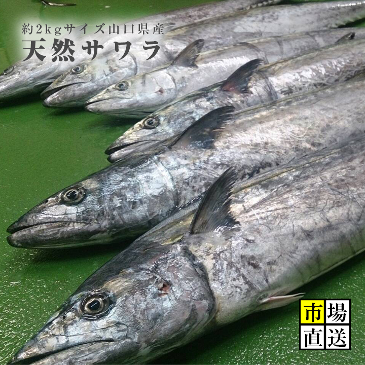 刺身 塩焼き最高 サワラ 4年保証 鰆 サゴシ 約２キロサイズ 出世魚 寒鰆