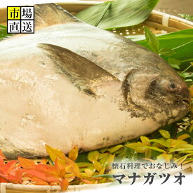 マナカツオ　鰹まなかつお1尾（約2kg）