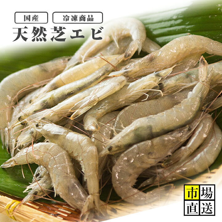 楽天市場 天然芝エビ シバエビ シラサエビ 約500g入り 新鮮魚宇丸 楽天市場 天然芝エビ シバエビ シラサエビ 約500g入り 新鮮魚宇丸