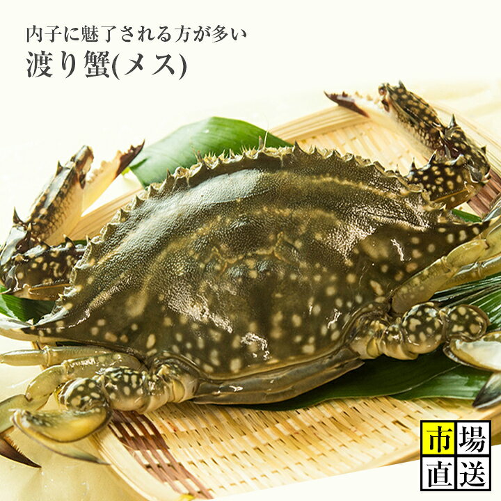 楽天市場 カニ超新鮮 獲れたての活き締めワタリガニ メス 1尾 約0g 新鮮魚宇丸