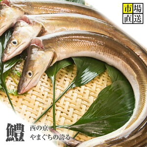 はも お中元の人気商品 通販 価格比較 価格 Com