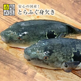 トラフグ　とらふぐ　河豚　ふく　丸で900～1kgサイズ　身欠き みがきで約600g