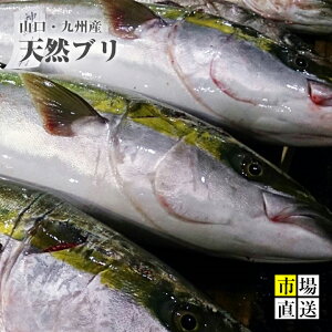 天然ブリ 鰤ハマチ(1入4〜5Kg)