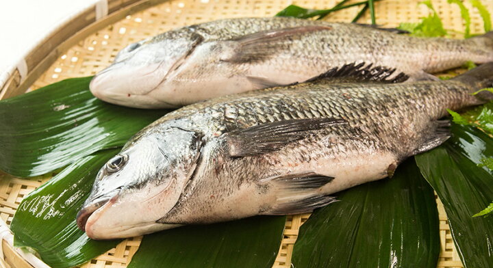 楽天市場 クロダイ 黒鯛 チヌ１枚 約1kg 新鮮魚宇丸
