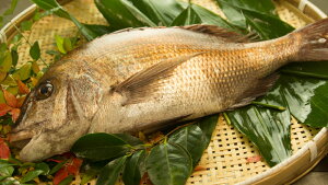 ⊈߁IVR^IVR^CI@˓Yi1 800g`1kgj