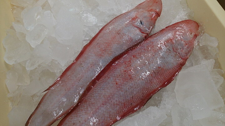 楽天市場 レンチョウアカシタビラメ 赤舌平目２０入り 業務用 山口県産 新鮮魚宇丸