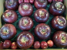 【贈答用】お歳暮ギフト【りんご】【送料無料】特秀品《シナノスイート》《シナノゴールド》《あいかの香り》《サンふじ》等、5キロ