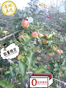 yzΕɁ̉F񂲁IptƂ炸㊮ny񂲁zZȊẤsܖt4.5LIiMtg