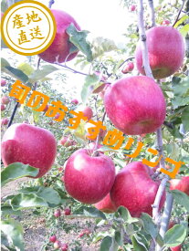 高評価の人気商品！贈答用【りんご】【送料無料】ギフト用【特秀品】《サンふじ》《あいかの香り》《シナノゴールド》等、10キロ2段