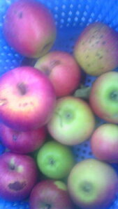 y󂠂zHpy񂲁z10LyzW[XAWAX[W[AَqȂǂ̉HpɁI